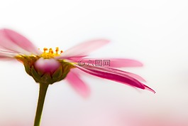 玛格丽特,开花,香