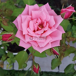 花,玫瑰,植物區(qū)系