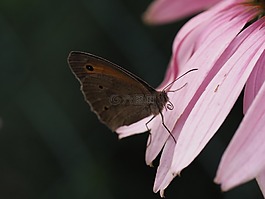 蝴蝶,夏季,開花