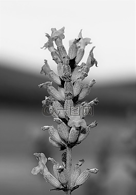 熏衣草,廠,花