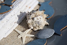 魚,貽貝,德卡