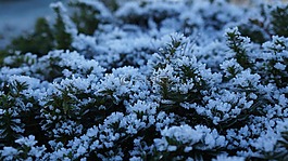 morgentau,成熟,性質(zhì)