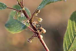 字段黄蜂,高卢场黄蜂,房子 feldwespe