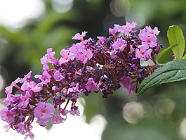 花園,花,夏季