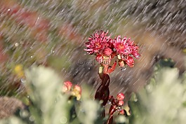 雨,伍尔兹,开花