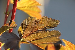 葉子,紅色,太陽