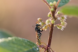 字段黄蜂,高卢场黄蜂,房子 feldwespe
