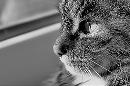 貓,動物,黑色和白色