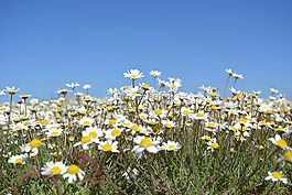 雛菊,鮮花,野花