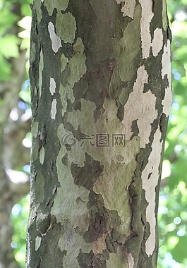 树,吠,日志