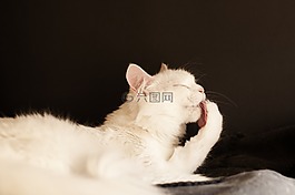 哺乳動(dòng)物,可愛(ài),動(dòng)物
