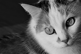 貓,動物,黑色和白色