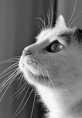 貓,動物,黑色和白色