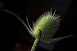性質(zhì),大自然,話筒