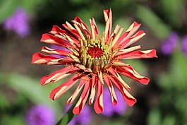 開花,紅色黃色,花