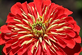 開花,紅色黃色,花