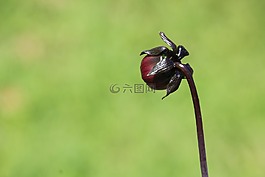 芽,紅色,花
