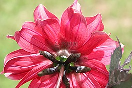 開(kāi)花,紅色,朵紅色的花