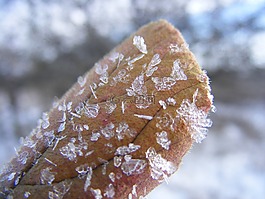 冬季,弗羅斯特,葉子
