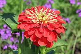 開花,紅色黃色,花