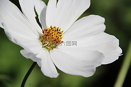 開花,白,白花