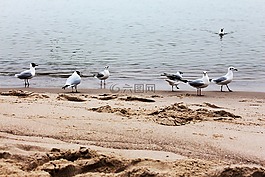 海鷗,海灘,水