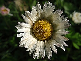 花,雛菊,鮮花