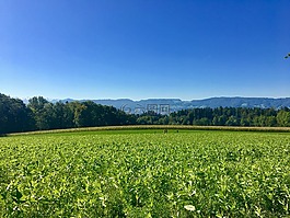 rumensee,性質(zhì),草地