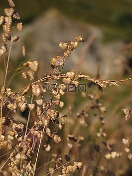 草藥,花,干