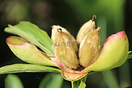 花,開花,綠色