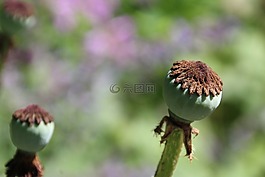 郵票,綠色,花