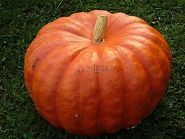 蔬菜花園,食品,健康