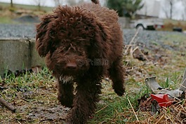水犬,lagotto,狗