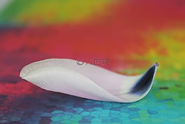 開花,花瓣,關(guān)閉
