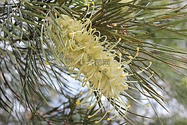 花,澳大利亚花,布什