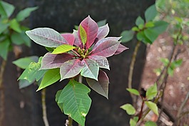 花卉,性質(zhì),鮮花