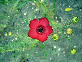 开花,ochnaceae,紫色
