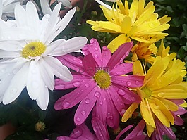 鮮花,豐富多彩,雨滴