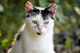 貓,動物,貓咪