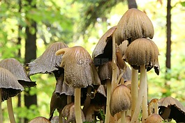 秋季,森林,蘑菇