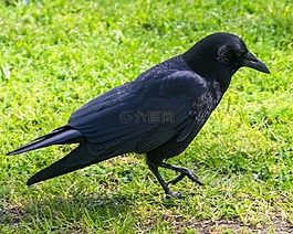 鳥,春,黑