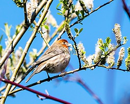 鳥,春,藍(lán)色