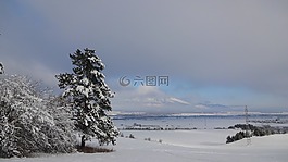 樹,冬季,雪