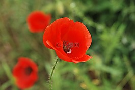 罌粟花,紅色,綠色