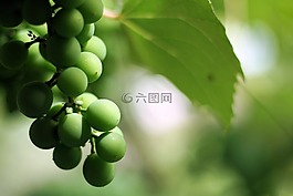 葡萄,绿,大自然