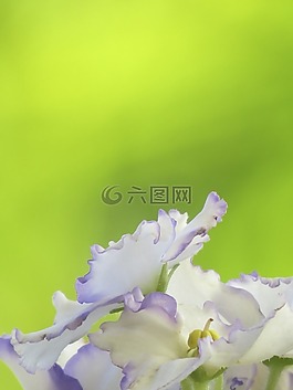 鮮花,紫,觀賞植物