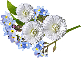 雛菊,白,藍色