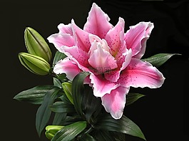 百合,花,粉紅色