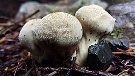 蘑菇,真菌,菌類