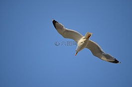 動物,鳥,海